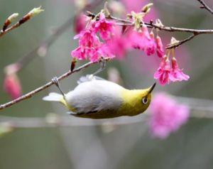 桃兒山森林公園