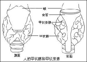 甲狀旁腺功能減退性心肌病