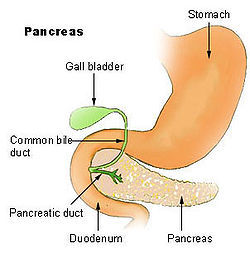 胰和胃示意圖