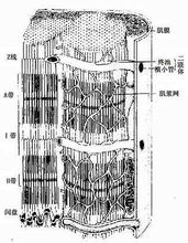 心肌纖維超微結構立體模式圖