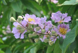 花楹[木本植物]