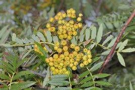 花楸屬