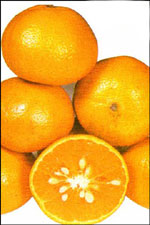 墨科特桔橙