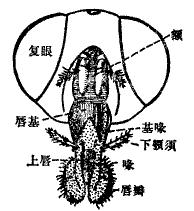 舐吸式口器