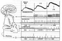 心血管反射