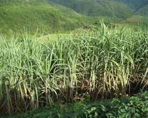 梁子田自然村