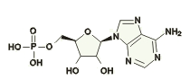 腺苷酸
