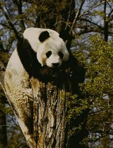 熱帶雨林和亞熱帶森林動物群