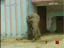 米杜拉在天津動物園