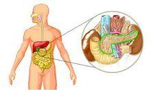 血糖調節器官——胰腺