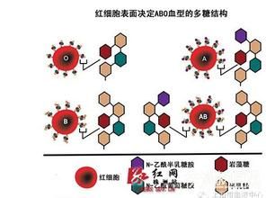 抗原轉變