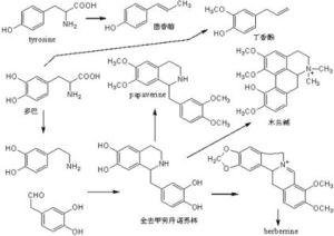 二次代謝