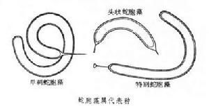 蛇胞藻屬