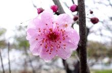 鹽塘河公園梅園高清大圖