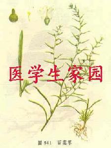 百蕊草