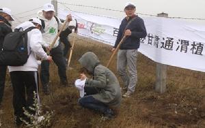 網友種植沙棘樹