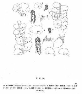 棉毛疣鱗苔