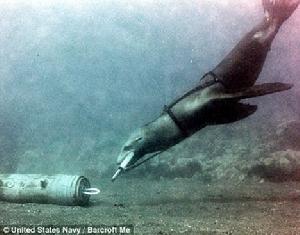 海獅特種兵