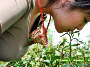 “招聘C罩杯處女採茶”屬於承認炒作