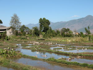 迎邑村