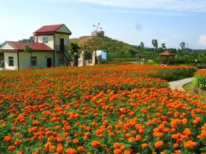 芳香植物生態觀光園