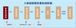 如圖：人體皮膚黑色素形成機制