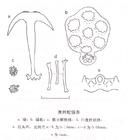 澳洲蛇錨參