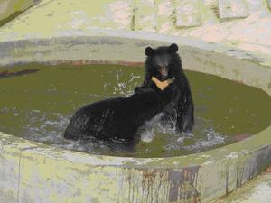 湖南省野生動物救護繁殖中心--救護黑熊