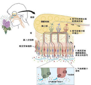 氣味的感知：人體的嗅覺系統