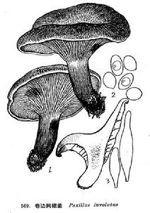 圖 569 卷邊網褶菌 : 1. 子實體， 2. 孢子， 3. 褶側囊體