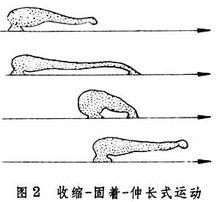 行動[生物學術語]