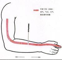 針刺大腸經循經感傳示意圖