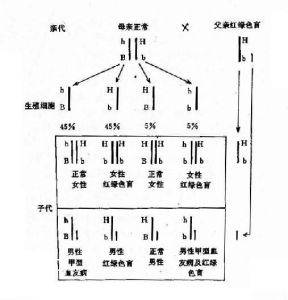 紅綠色盲