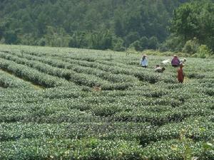 （圖）茶葉