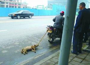 虐狗男騎機車