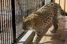 青藏高原野生動物園