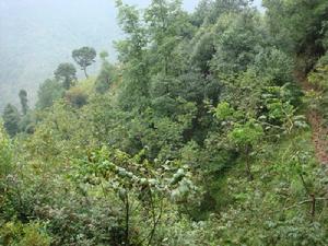 雜臘坡自然村生態林