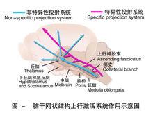 大腦感覺的中樞分析