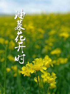 油菜花開時