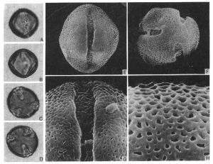 Hemiboea henryi Clarke 花粉 (賀育賢 24630，PE)；(A) 赤道面觀，表示萌發孔，LMX1000；(B) 赤道光切面，LMX1000；(C) 極面觀，LMX1000；(D) 極光切面，LMX1000；(E) 赤道面觀，表示萌發孔和紋飾，SEMX2400；(F) 斜極面觀，SEMX2400；(G) 萌發孔和紋飾細節，SEMX6000；(H)紋飾細節，SEMX12000。