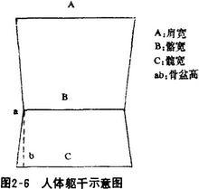 肩寬