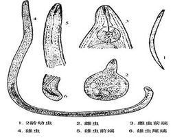 根結線蟲