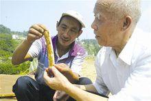 國軍七十五軍預四師抗日將士遺骸