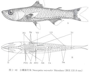 小鰭新燈魚