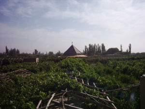 阿孜汗無花果園