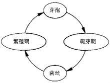 圖2 黴菌在建築環境中的典型生命周期