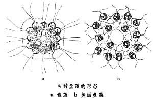 盤藻屬