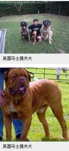 英國馬士提夫犬