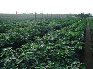 黃燈籠辣椒種植基地2