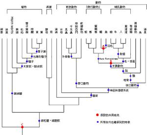 （圖）系統發生樹